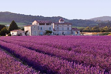 lavender field in provence